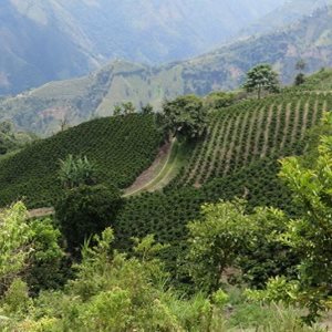 Nueva Colombia – from tree to cup
